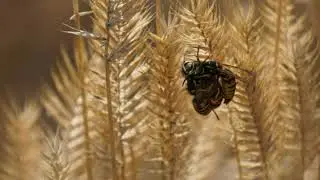 The Mad Camera Guy found murder hornets in Colorado