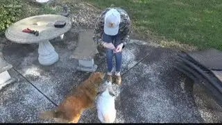 Wet Nose Project helps save abandoned animals