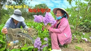 Lẩu Mắm Kho Miền Tây.Ăn Với Hoa Này Là Ngon Hết Sảy |NHMT
