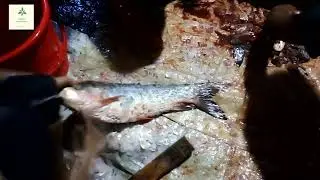 Rohu Fish Cutting Skills How To Cut Fish at Home | Fish Cutting Videos | Rohu Fish Cutting.
