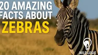 20 Amazing Facts About Zebras | Wild Logic