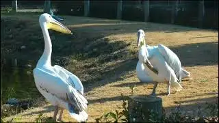 wildlife pelican Birds video. #youtubecreator #pelican #shortsvideo #rahulactive #viralvideo