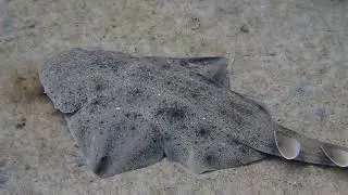 Cr&iacute;as de angelotes (Squatina squatina)
