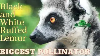 The World's Biggest Pollinator | Black and White Ruffed Lemur | Nature Connection