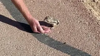 Trusting Antelope Ground Squirrel  #FriendsOfSunsetParkLV #Nature #squirrelfriends  #squirrel