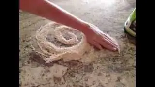 Cool Reverse Videos