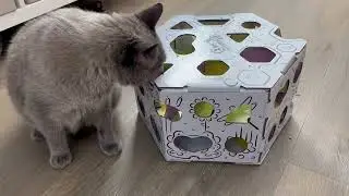 HEX &ndash; Interactive Treat Maze &ndash; Cat Treat Puzzle Box &ndash; Cat Puzzle Feeder Review