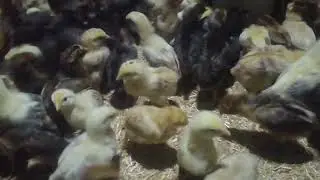 اليوم التاسع هنستعمل انهاردة خميرة فورية مضاد سموم ٣ أكياس خميرة فورية ل ٨ لتر ماء مفور سموم