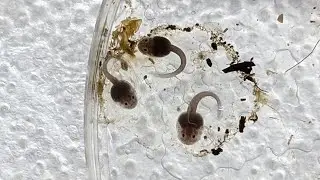 Dart Frog Tadpole Aquarium Update