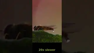 Marmalade hoverfly poops at 20x slow-mo