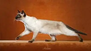 Siamese cat history - Thai cat