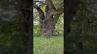 LONDON&rsquo;s Loveliest Hidden Gem: Richmond Park