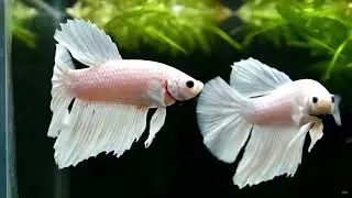 Royal Dumbo Halfmoon Betta &ndash; Platinum White