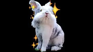 ⭐🐰 2 HAPPY little BUNNYS roaming FREE 🐇⭐ chilling music 🥕 RELAX/CONCENTRATE 🍓