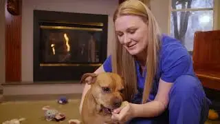 HYBRID derrydale animal hospital