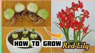 How To Grow Red Lily flowers | Unique red Lily plant Ideas - how to grow red Lily plant bloom
