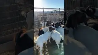 Boer goat breeding season #goat #sheepandgoats
