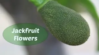 Jackfruit Flowers - How to Tell the Difference Between  Male and Female Flowers / How to Pollination