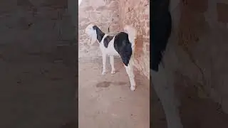 Sojat me Ablakh Nyaab Chiz