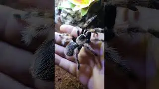 #tarantula #aranhas #pets #animais #selvagem #terrarium