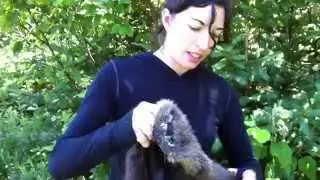 Preparing her first beaver pelt