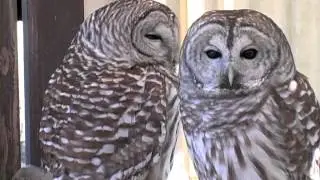 DC & Shakespeare ~ Two Barred Owls