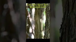 Can You Find the Hidden Woodpecker? #woodpecker #hiddenchallenge #canyoufindit