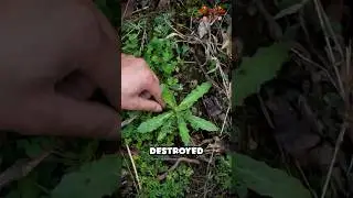 From Wild Weeds to Savory Hotpot