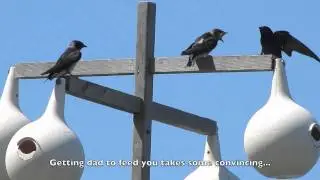 Purple Martins (Progne subis) nesting.