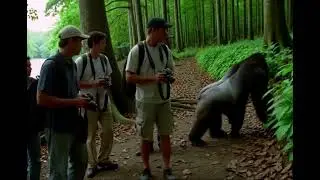 A Big python attack to The  tourist & Gorilla Near River 