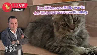 Das Kitten von Molly war in der Hinterstrasse von Kumk&ouml;y.