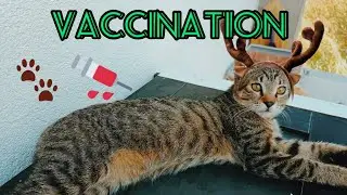 Zippy at the vet#love #sweet #kitten #cat#yourcat#funny #interesting #magiccats #cute @CatKingdom66