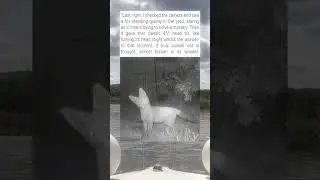 Fox Caught on Camera Being Confused