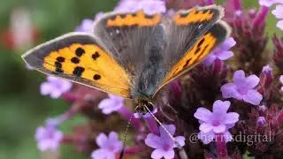 Small Copper butterfly