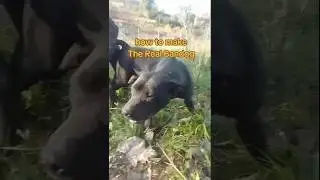 The Real Bandog: subscribe for updates #dogs #pitbull #mastiff #bandogs #bandogge