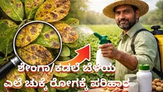 Groundnut Leaf Spot Disease control #agriculture #farming #groundnutfarming #karnatakafarming #raita