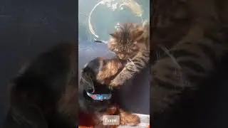 Надприродне!!! #cat #юмор #wwe #meme #pets #говорящий_кот #catlover #wrestling #love #cute