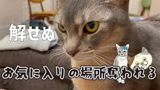 お気に入りの場所奪われるアビたん♡