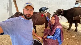 Nunu Ke CROW Ne Khoon Nikal Diya😥Dawai Lga Di🥰 Hmare Farmhouse Ye Kon Banane Aaya