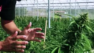 CULTIVO C&Acirc;NHAMO INDUSTRIAL - MFTEAM CANPORTUGAL