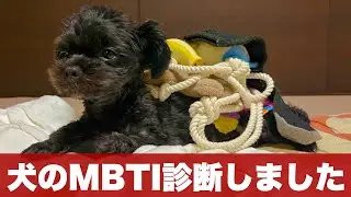 犬にもmbti診断は通用するのか【意味なし実験】