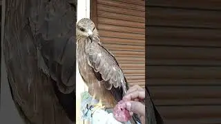 Original footage of the Buzz#shortvideo#bird