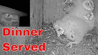 🦉🐀 Epic Wildlife Action | Barn Owl Mother Brings a Huge Rodent to Her Chicks