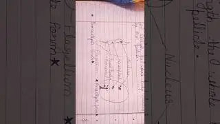 promastigote & amastigote diagram