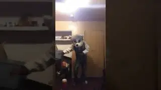 zootopia remix furry style  DJ  bootleg home free  please comment below thank