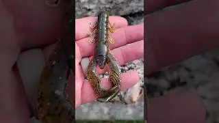 YUM Christie Craw in Green Pumpkin Flash