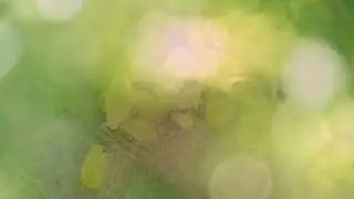 Charlie Roberts - Garden - LFMM