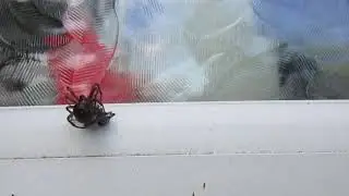 False Widow Spider Molting