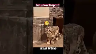 When a Snow Leopard Meets Its True Predator: The Tiger #trending #animals #wildlife #shorts