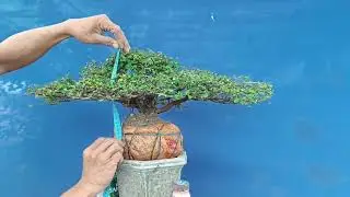 ms662,(( đ&atilde; gl)) tr&iacute; cao,,sơn liễu t&agrave;n Rin 300k,ae ưng &yacute; Lh 0933083024, tỉnh